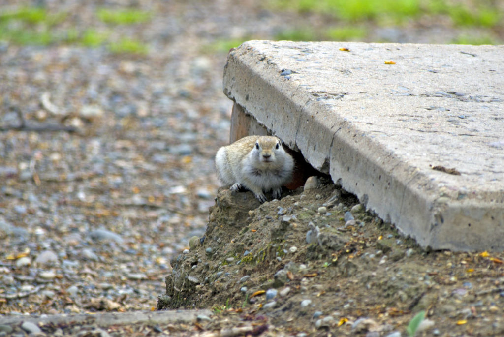 can rats chew through concrete